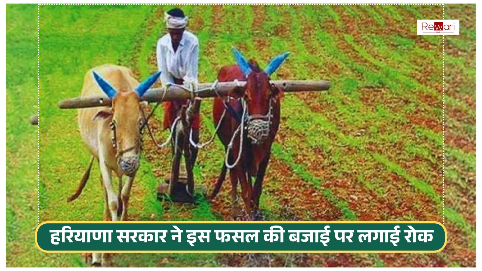 Haryana: These farmers in Haryana got a big shock, the government imposed a ban on the cultivation of this crop
