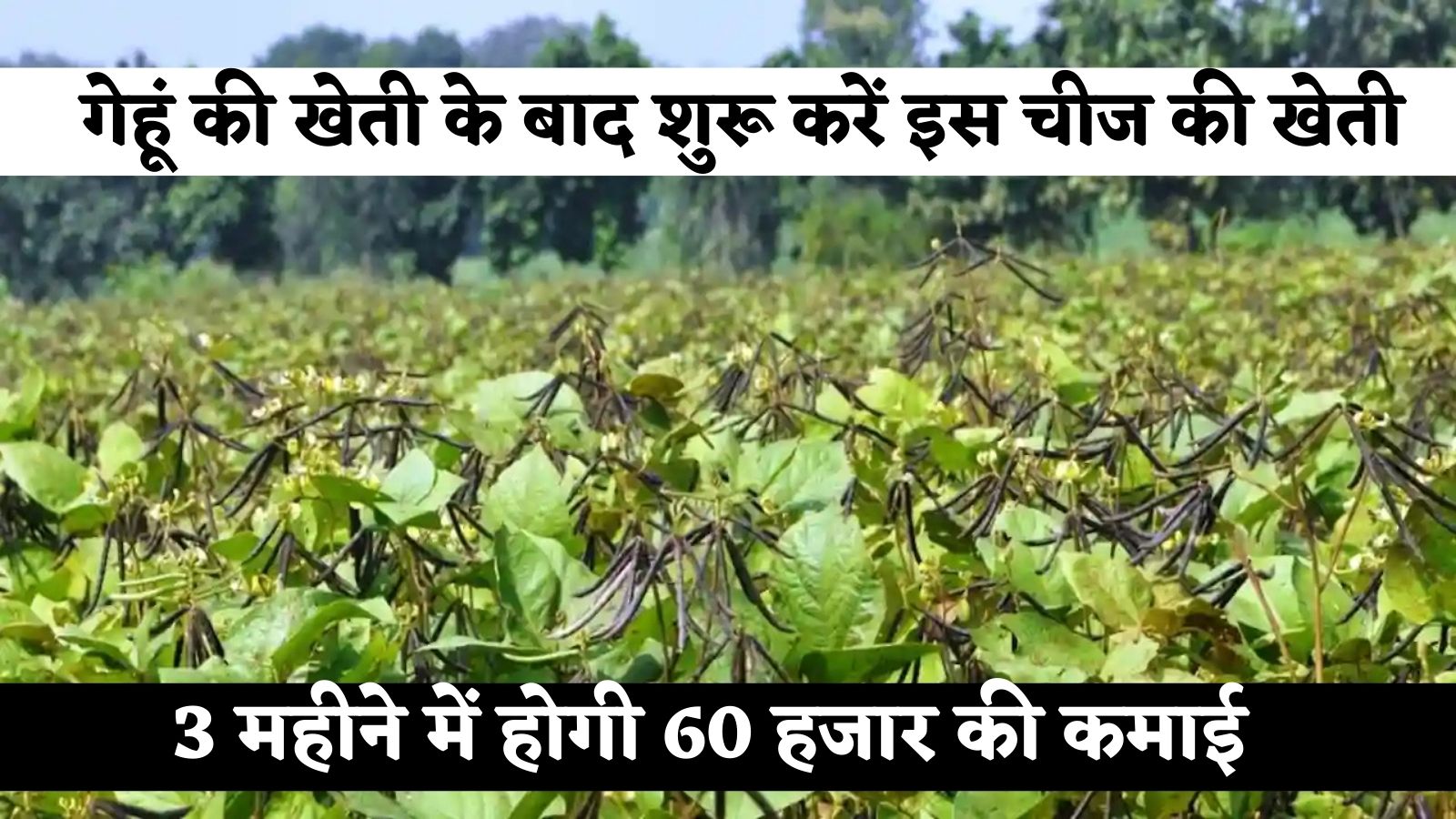 Agriculture news: Great news for farmers! Start cultivating this thing after wheat cultivation, you will earn 60 thousand in 3 months