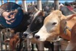 Haryana: पिनगवां पुलिस की तत्परता से बच गई 12 गायों की जान, कई आरोपी गिरफ्तार