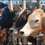 Haryana: पिनगवां पुलिस की तत्परता से बच गई 12 गायों की जान, कई आरोपी गिरफ्तार