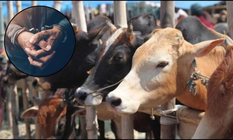 Haryana: पिनगवां पुलिस की तत्परता से बच गई 12 गायों की जान, कई आरोपी गिरफ्तार