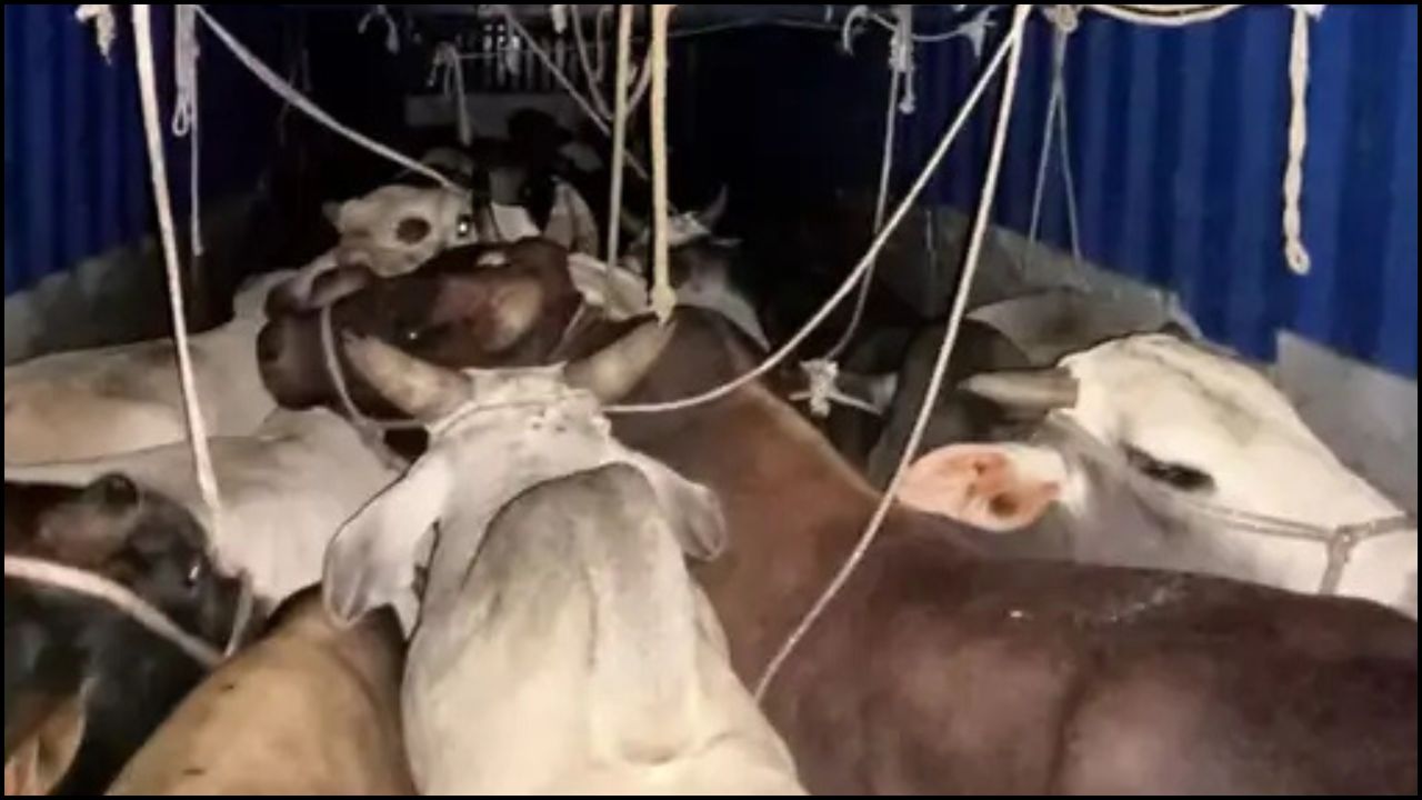 Haryana: पिनगवां पुलिस की तत्परता से बच गई 12 गायों की जान, कई आरोपी गिरफ्तार