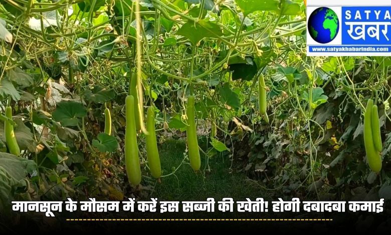 Kisan News: Cultivate this vegetable in monsoon season! There will be huge income, know quickly
