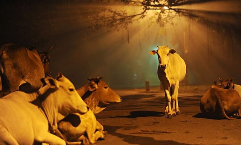 Delhi News: बकरीद से पहले दिल्ली सरकार का एक्शन! ऊंट और गाय की कुर्बानी पर बैन, सरकार ने किया साफ-साफ ऐलान