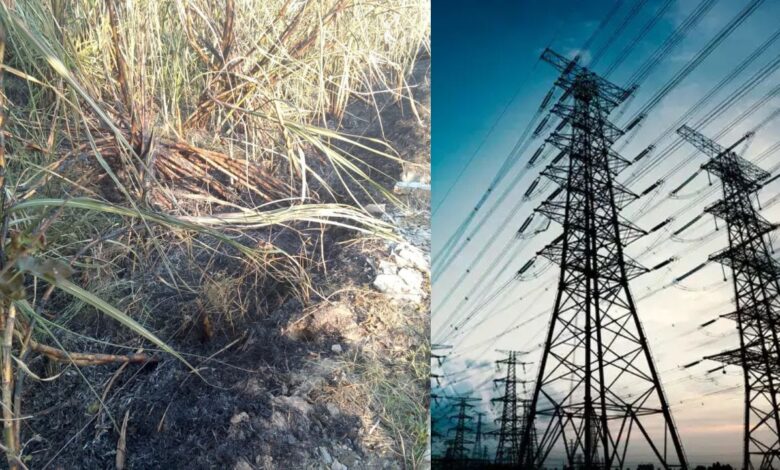 Panipat News: बिजली की टूटी तार से गन्ने की पांच एकड़ फसल जलकर राख! दमकल के पहुंचने से पहले खेत की पूरी फसल स्वाहा