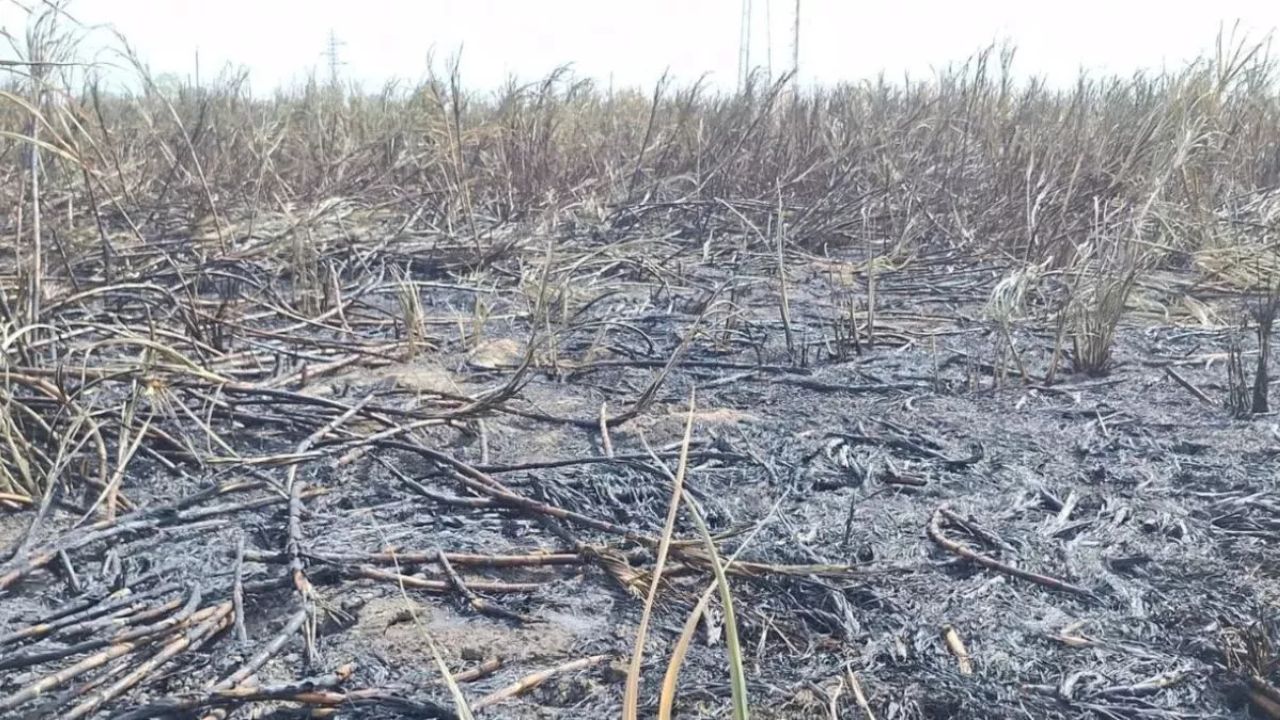 Panipat News: बिजली की टूटी तार से गन्ने की पांच एकड़ फसल जलकर राख! दमकल के पहुंचने से पहले खेत की पूरी फसल स्वाहा