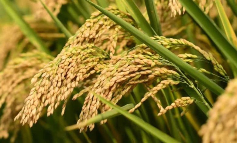 Haryana News: धान की फसल में बढ़ा बौनेपन रोग का प्रकोप! अनुसंधान केन्द्र ने जारी की वैज्ञानिक एडवाइजरी