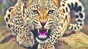Leopard conflict: ????????? ?? ?????????? ????? ?? ??? ?????? ?? ???? ???? ?????