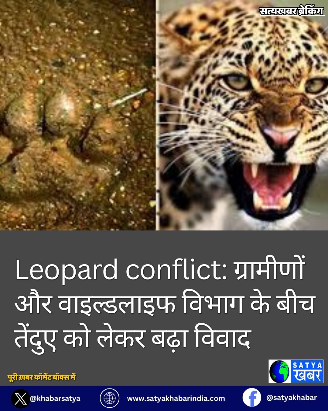 Leopard conflict: ????????? ?? ?????????? ????? ?? ??? ?????? ?? ???? ???? ?????