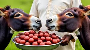 Donkeys Rain Ritual: ????? ?? ??? ???? ?? ????? ????? ?? ????
