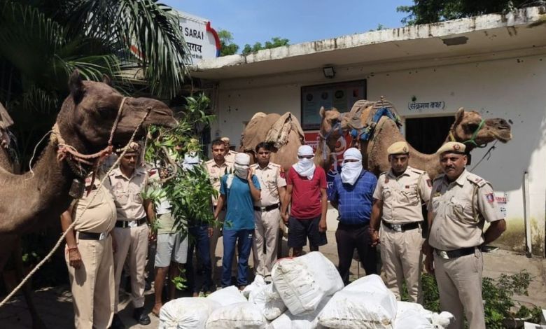 ऊंटों पर हो रही थी हरियाणा से दिल्ली में शराब तस्करी रात को जंगल के रास्ते करते थे दिल्ली में एंट्री, पकड़े गए