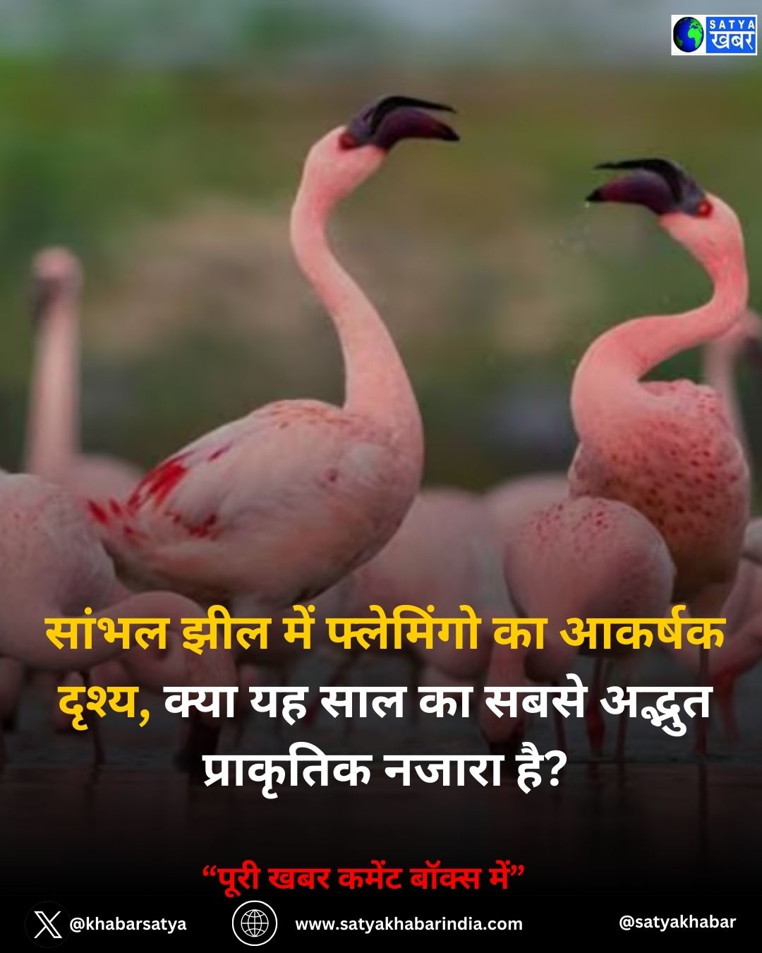 Flamingo in Rajasthan: ????? ??? ??? ????????? ?? ?????? ?????, ???? ?? ??? ?? ???? ?????? ????????? ????? ???