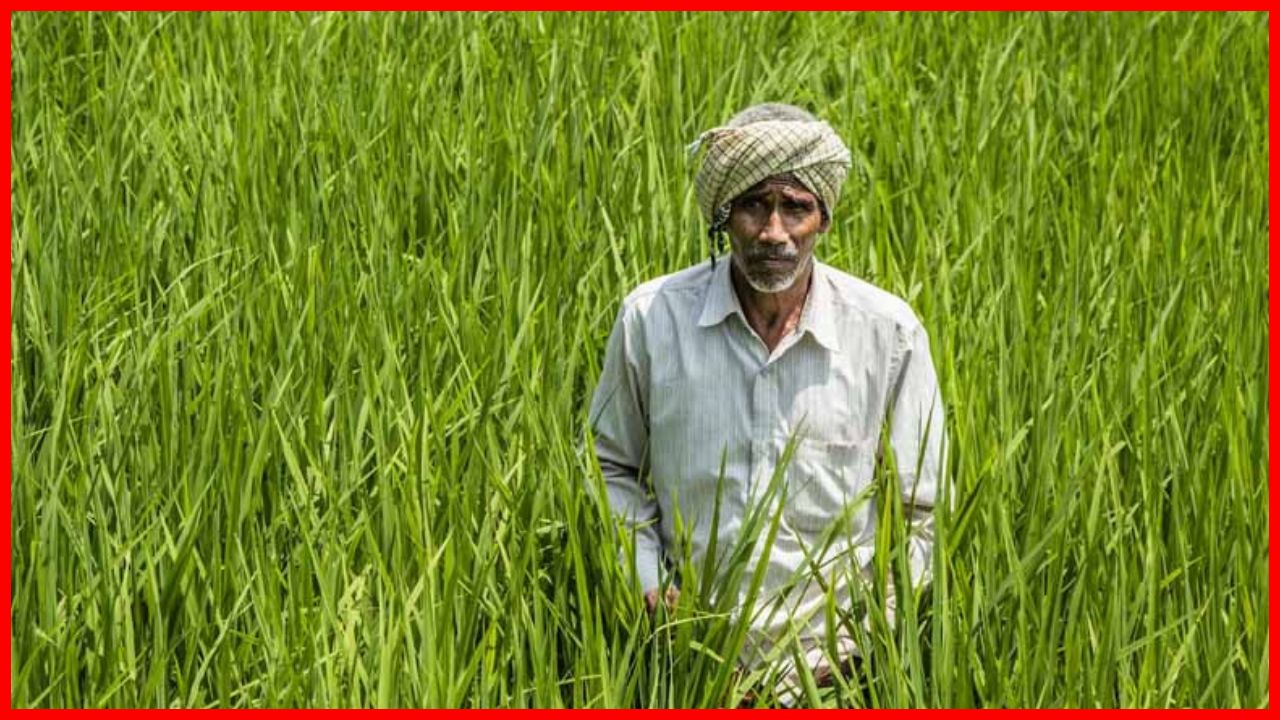 हरियाणा सरकार ने 5 साल पुराने फैसले को पलटा, किसानों को मिलेगा पर्याप्त पानी और राहत