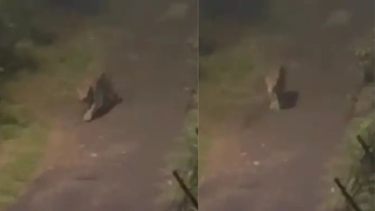 पंचकुला के मित्रा विहार में तेंदुए का आतंक! कॉलोनी में दिखा जंगली शिकार का नजारा, लोगों में फैला डर का माहौल