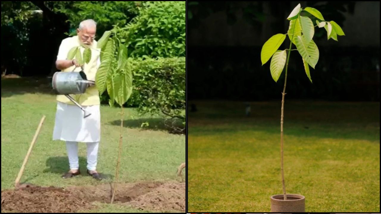 जन्मदिन पर मिला अनोखा गिफ्ट, पीएम मोदी ने अपने घर पर लगाया किंग चार्ल्स का दिया कदंब का पौधा