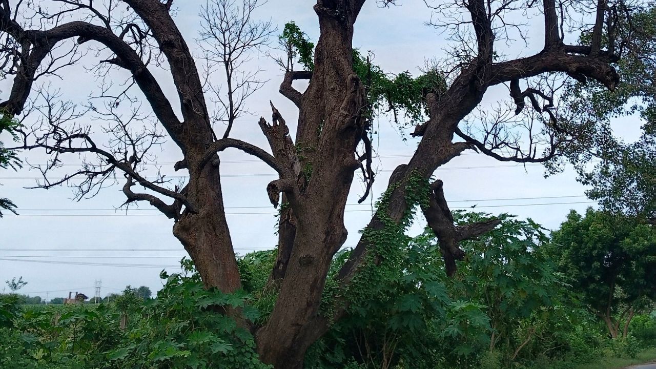 Punjab News: एक पेड़ ने बचाई चार लोगों की जान, पेड़ ना होता तो पहुंच जाते पाकिस्तान