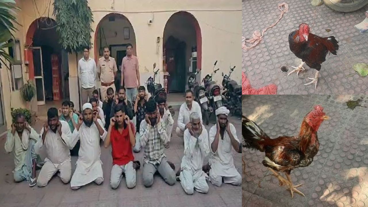 Haryana News: हरियाणा-राजस्थान में अरब स्टाइल मुर्गा फाइट, करोड़ों का दांव – मास्टरमाइंड अब भी फरार!